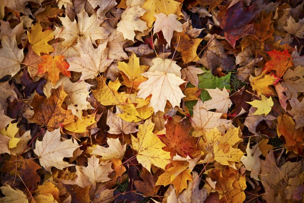 autumn-background_1426-464